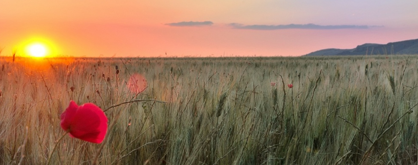 campo di grano